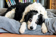 OLIVER, Hund, Mischlingshund in München - Bild 2