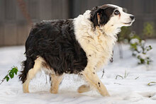 OLIVER, Hund, Mischlingshund in München - Bild 4