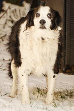 OLIVER, Hund, Mischlingshund in München - Bild 5