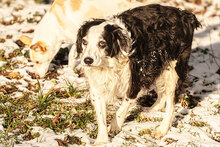 OLIVER, Hund, Mischlingshund in München - Bild 6