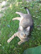 TOMY, Katze, Europäisch Kurzhaar-Mix in Olfen