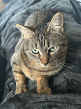 TOMY, Katze, Europäisch Kurzhaar-Mix in Olfen - Bild 2