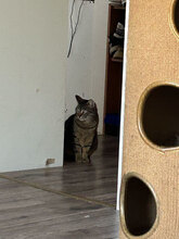 TOMY, Katze, Europäisch Kurzhaar-Mix in Olfen - Bild 4