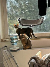 TOMY, Katze, Europäisch Kurzhaar-Mix in Olfen - Bild 5