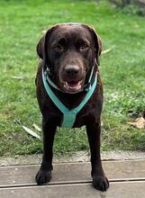 GUNDI, Hund, Labrador Retriever in Effeltrich - Bild 1