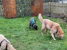 GUNDI, Hund, Labrador Retriever in Effeltrich - Bild 2