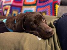 GUNDI, Hund, Labrador Retriever in Effeltrich - Bild 3