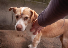 CHARLY, Hund, Beagle-Mix in Spanien - Bild 2