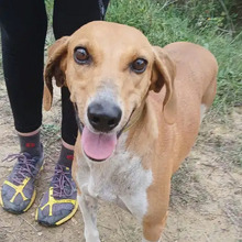 TIMKA, Hund, Französischer Laufhund in Spanien - Bild 1