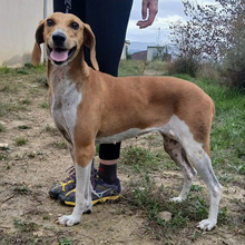 TIMKA, Hund, Französischer Laufhund in Spanien - Bild 10