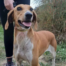 TIMKA, Hund, Französischer Laufhund in Spanien - Bild 2