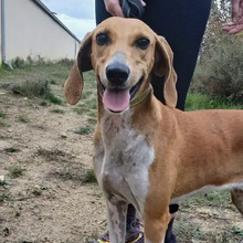 TIMKA, Hund, Französischer Laufhund in Spanien - Bild 3