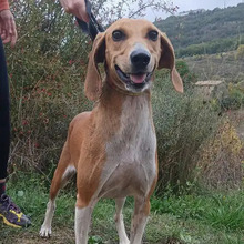 TIMKA, Hund, Französischer Laufhund in Spanien - Bild 6