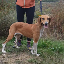 TIMKA, Hund, Französischer Laufhund in Spanien - Bild 7