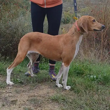 TIMKA, Hund, Französischer Laufhund in Spanien - Bild 8