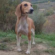 TIMKA, Hund, Französischer Laufhund in Spanien - Bild 9