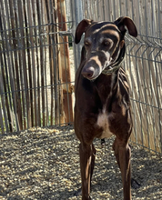 MULA, Hund, Galgo Español in Spanien - Bild 1