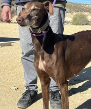 MULA, Hund, Galgo Español in Spanien - Bild 2