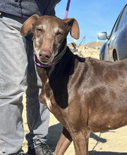 MULA, Hund, Galgo Español in Spanien - Bild 3