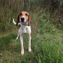 BRANDY, Hund, Französischer Laufhund in Spanien - Bild 1