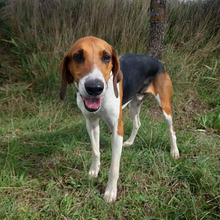 BRANDY, Hund, Französischer Laufhund in Spanien - Bild 2