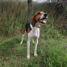 BRANDY, Hund, Französischer Laufhund in Spanien - Bild 3