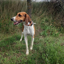 BRANDY, Hund, Französischer Laufhund in Spanien - Bild 4