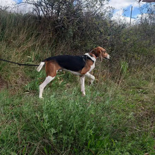 BRANDY, Hund, Französischer Laufhund in Spanien - Bild 5