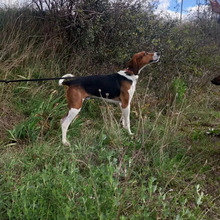 BRANDY, Hund, Französischer Laufhund in Spanien - Bild 6