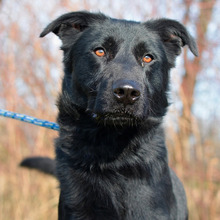 BONGO, Hund, Labrador-Mix in Kroatien - Bild 1