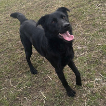 BONGO, Hund, Labrador-Mix in Kroatien - Bild 10