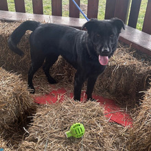 BONGO, Hund, Labrador-Mix in Kroatien - Bild 11