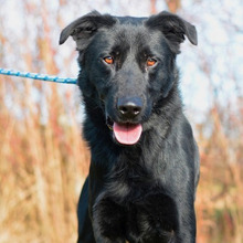 BONGO, Hund, Labrador-Mix in Kroatien - Bild 2