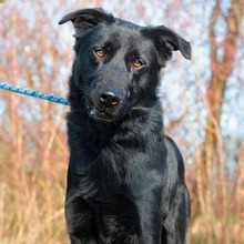 BONGO, Hund, Labrador-Mix in Kroatien - Bild 3