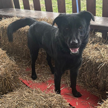 BONGO, Hund, Labrador-Mix in Kroatien - Bild 6