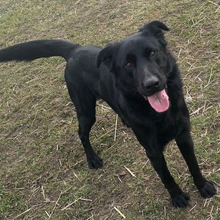 BONGO, Hund, Labrador-Mix in Kroatien - Bild 7