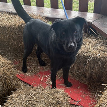 BONGO, Hund, Labrador-Mix in Kroatien - Bild 9