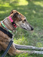 FLOREN, Hund, Galgo Español in Hameln - Bild 1