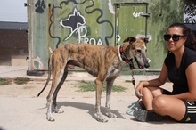 FLOREN, Hund, Galgo Español in Hameln - Bild 17