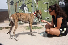 FLOREN, Hund, Galgo Español in Hameln - Bild 19