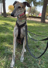 FLOREN, Hund, Galgo Español in Hameln - Bild 2