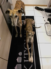 FLOREN, Hund, Galgo Español in Hameln - Bild 6