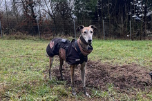 FLOREN, Hund, Galgo Español in Hameln - Bild 7