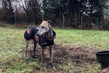 FLOREN, Hund, Galgo Español in Hameln - Bild 8