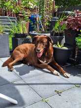 GINO CAPPUCCINO, Hund, Labrador Retriever-Mix in Riedstadt - Bild 1