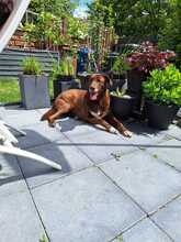 GINO CAPPUCCINO, Hund, Labrador Retriever-Mix in Riedstadt - Bild 5