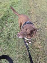 GINO CAPPUCCINO, Hund, Labrador Retriever-Mix in Riedstadt - Bild 7