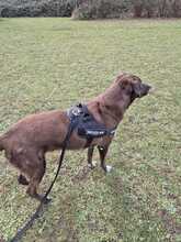 GINO CAPPUCCINO, Hund, Labrador Retriever-Mix in Riedstadt - Bild 8