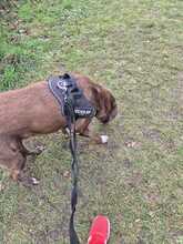 GINO CAPPUCCINO, Hund, Labrador Retriever-Mix in Riedstadt - Bild 9