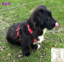 KETI, Hund, Terrier-Dackel-Mix in Lippetal - Bild 2